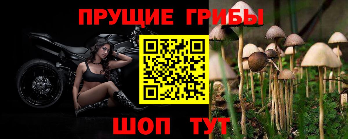 Абакан  Псилоцибиновые грибы Cubensis  Вход с VPN 